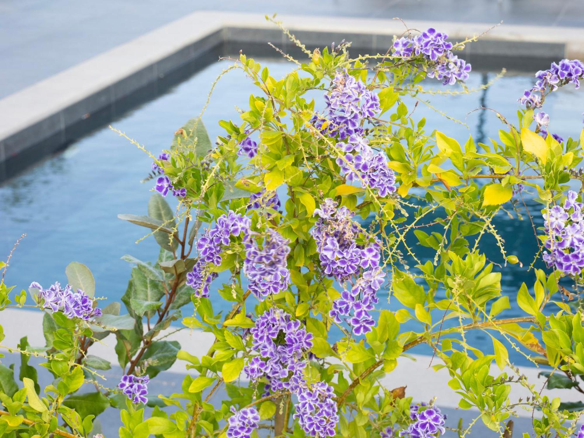 Sea Breeze Maistro 4per With Private Pool Βίλα Κάντια